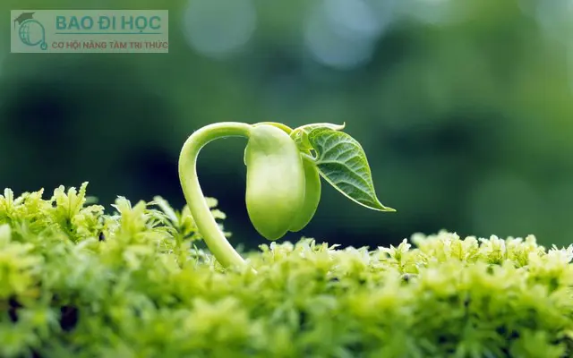 Trung Cấp Từ Xa Ngành Bảo Vệ Thực Vật Có Thông Tin Gì ? 5 Trung Cấp Từ Xa Ngành Bảo Vệ Thực Vật Có Thông Tin Gì ?