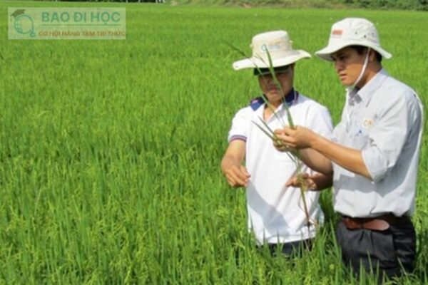 Ngành Kỹ Sư Nông Nghiệp Học Gì? Thi Trường Nào? 1 Ngành Kỹ Sư Nông Nghiệp Học Gì? Thi Trường Nào?